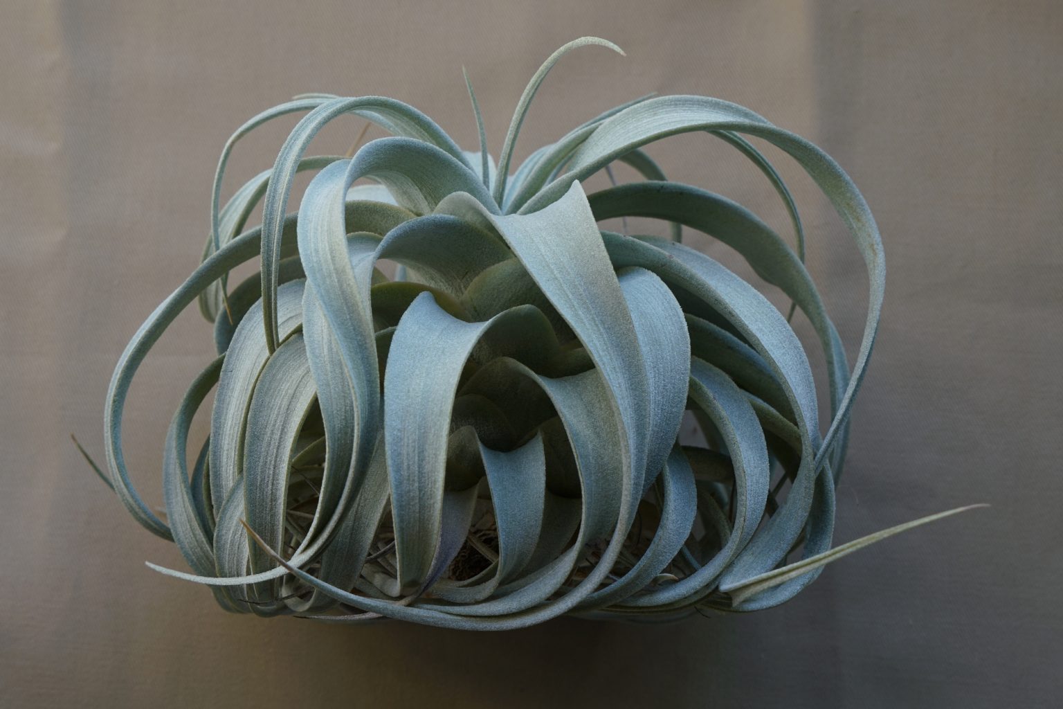 4-ways-to-tell-if-your-air-plant-is-dead-soak-and-soil