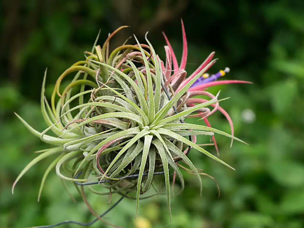 tillandsia flower air plant.