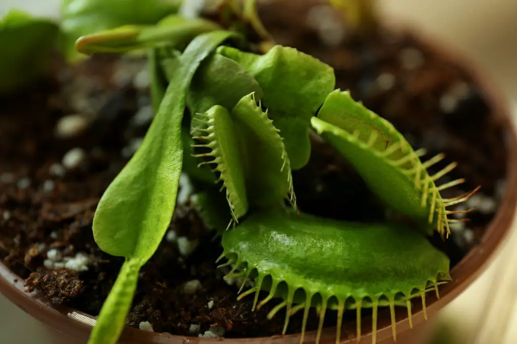 Dionaea muscipula in a pot