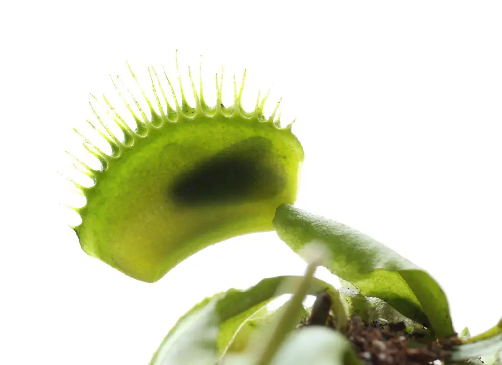 Insect inside of dionaea muscipula trap on white background