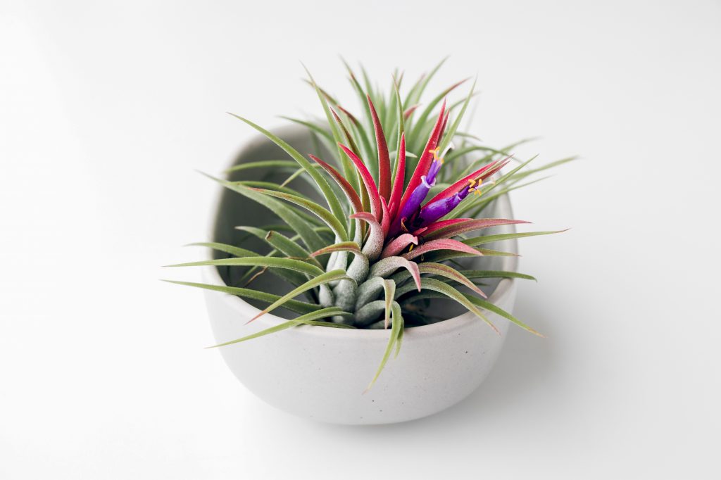 Tillandsia air plant on a white background, creative minimal gardening concept