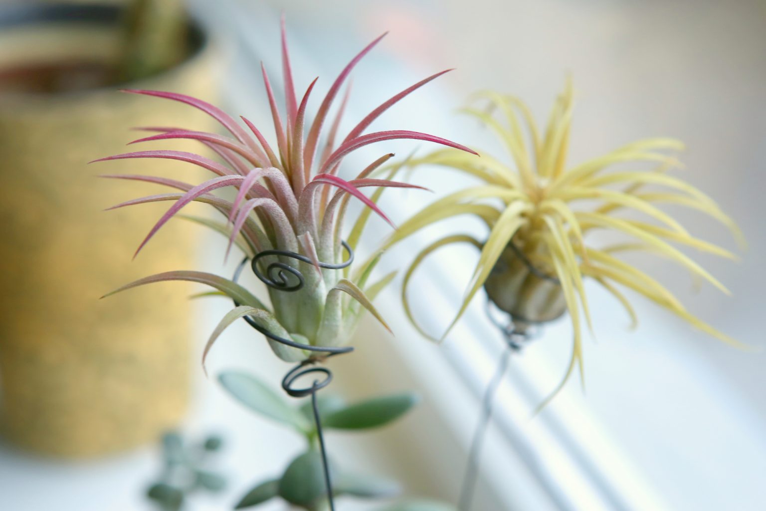 Are Air Plants Toxic To Cats? Soak And Soil