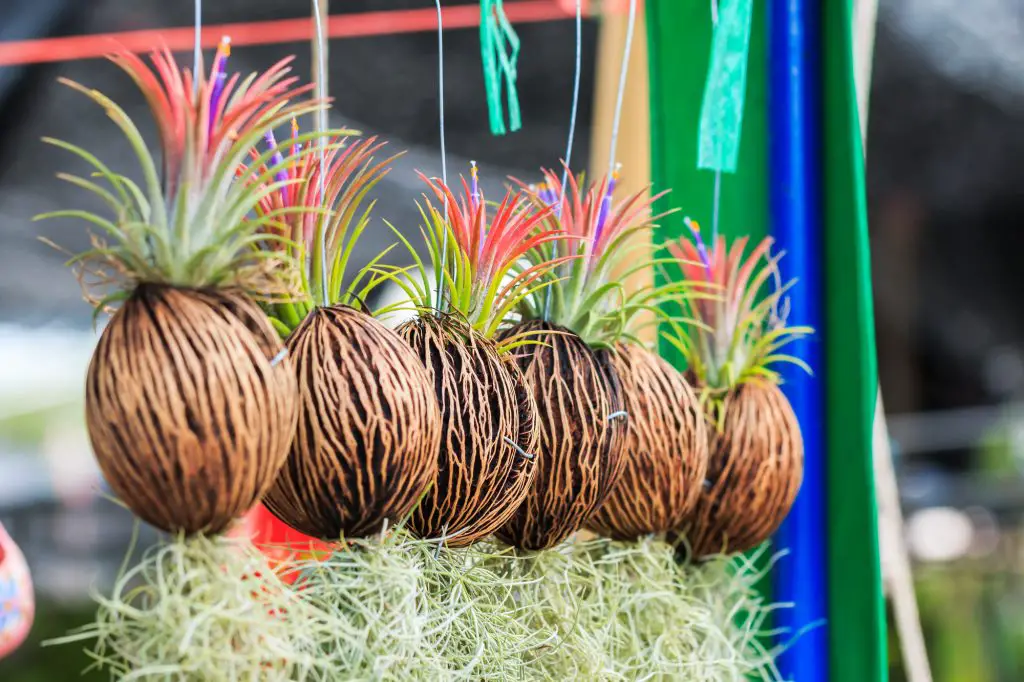 Rows of Tillandsia and spanish moss remix for decoration
