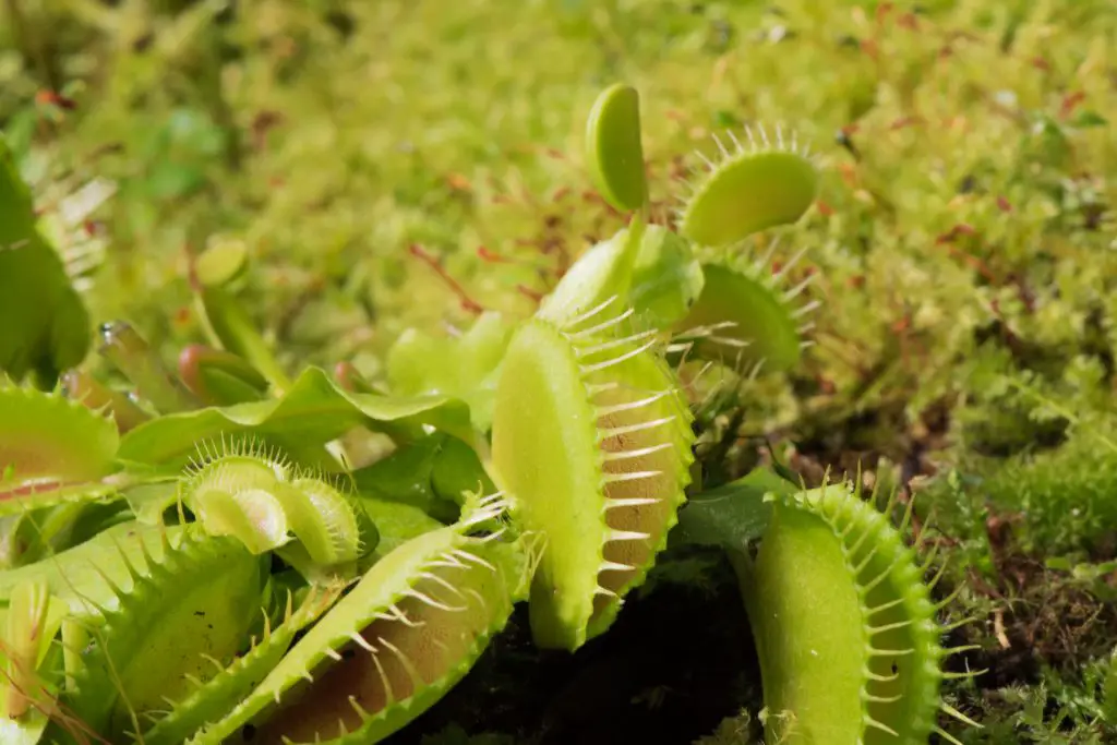 Closeup of green Venus flytrap, carnivorous plant, on the background of moss at greenhouse of Botanical Garden