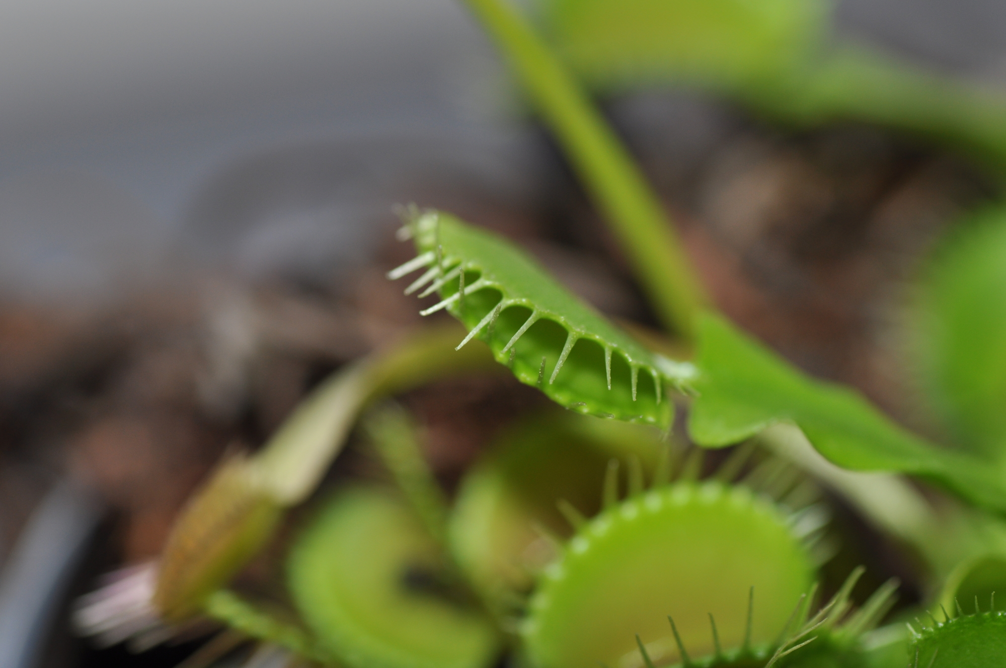 How Long Do Venus Fly Traps Close At Night