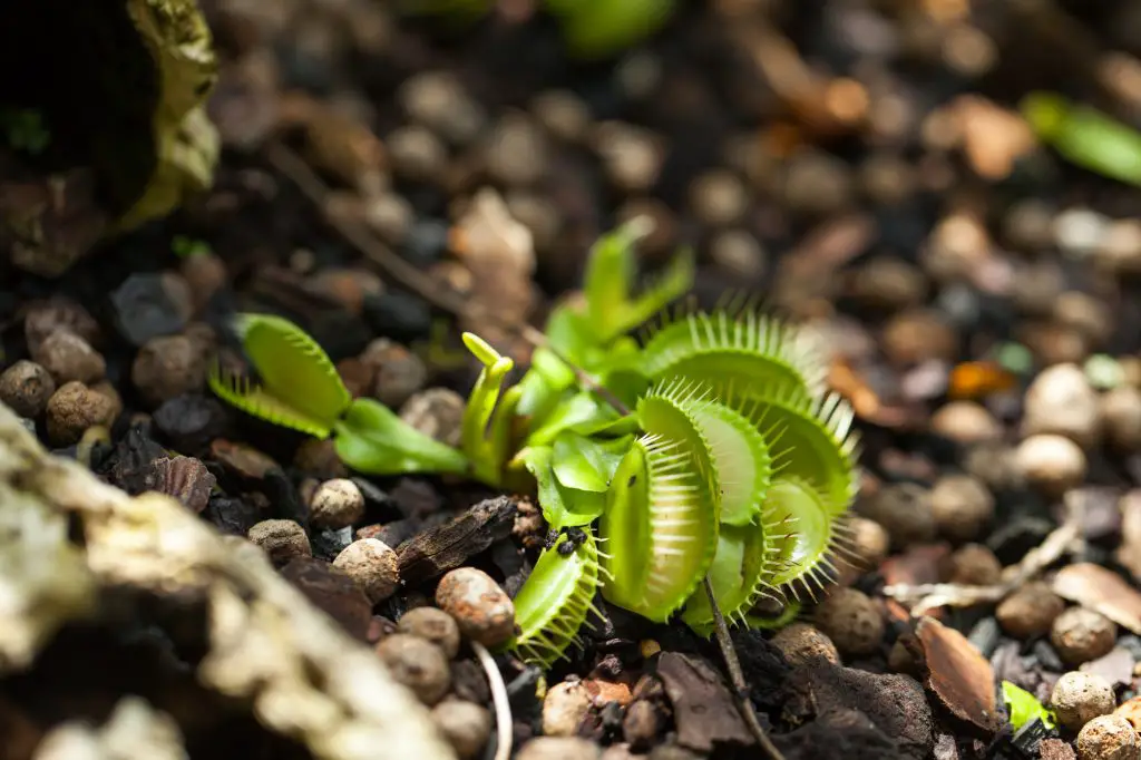 Cluster of venus flytrap plants