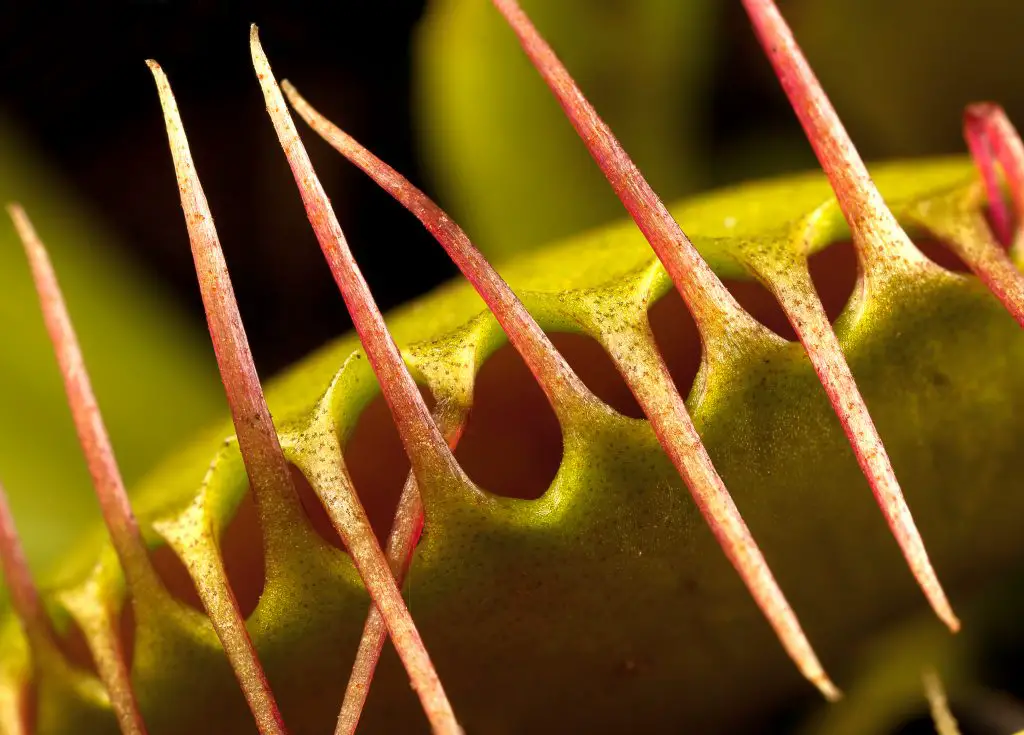 a venus flytrap closed