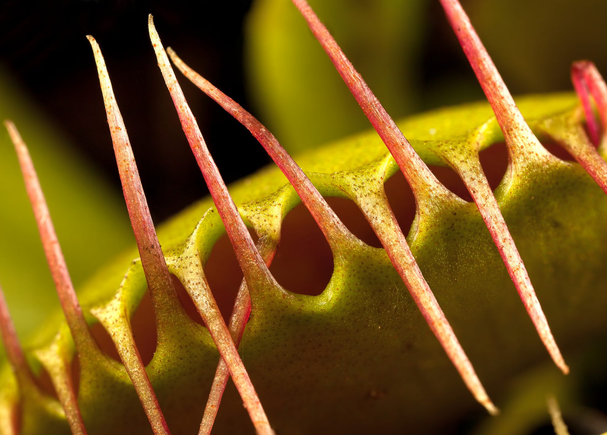 how-to-grow-care-for-a-venus-fly-trap-horticulture-co-uk