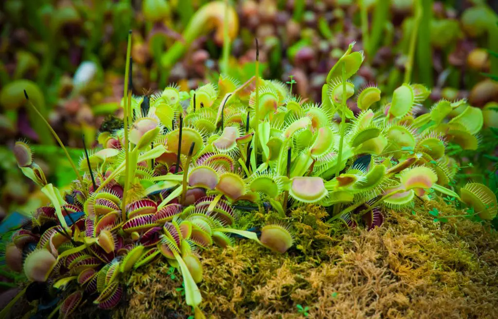 plant, carnivorous, nature, carnivore, flower, leaf, flora, petal, light, botany, trap, organism,  background, texture, color, yellow, burgundy, red, green, wallpaper, Dionaea, muscipula, hairs, garden, botanical, catch, exotic, moss