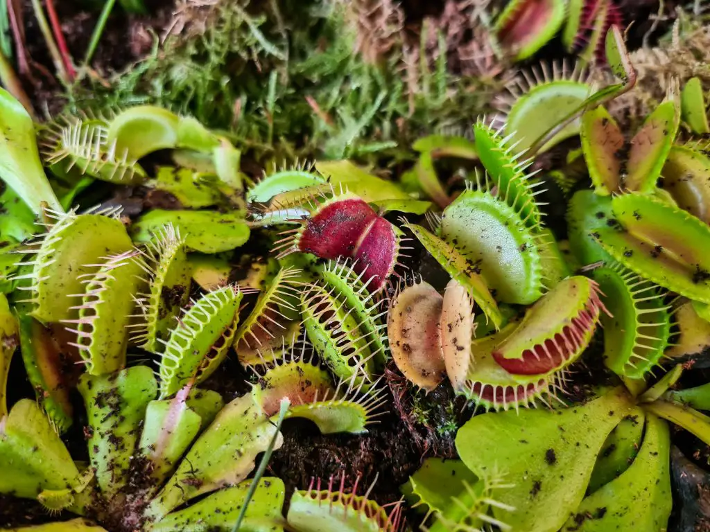 Details with Venus flytraps (Dionaea muscipula) carnivorous plants.