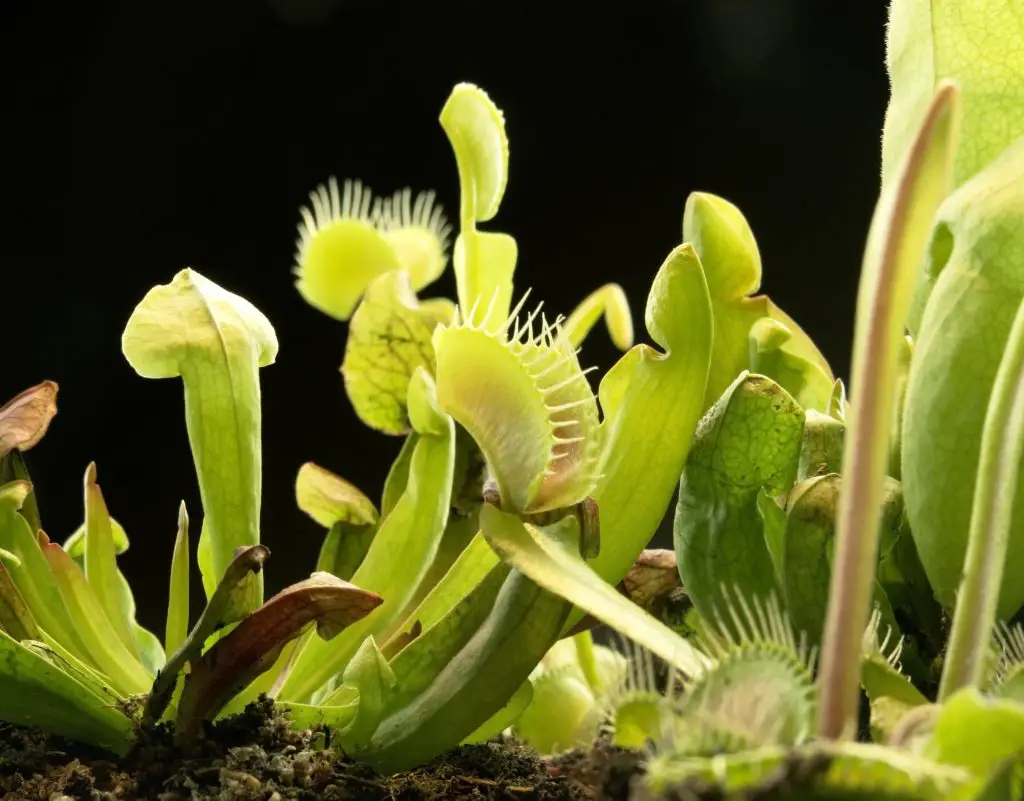 bright illuminated carnivorous plants in black back