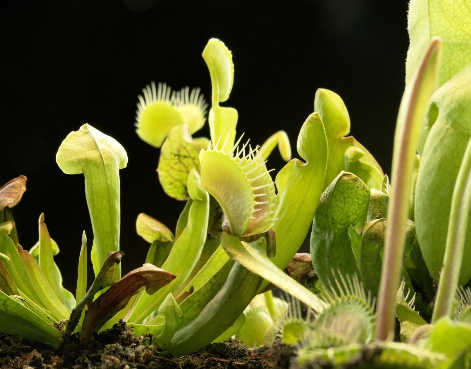 14 Steps To Growing Venus Flytraps From Seeds Soak And Soil