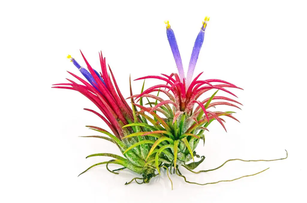 Tillandsia on white background.