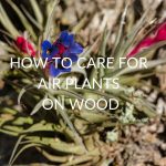 How To Care For Air Plants On Wood