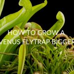 How To Grow A Venus Flytrap Bigger