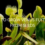 14 Steps To Growing Venus Flytraps From Seeds