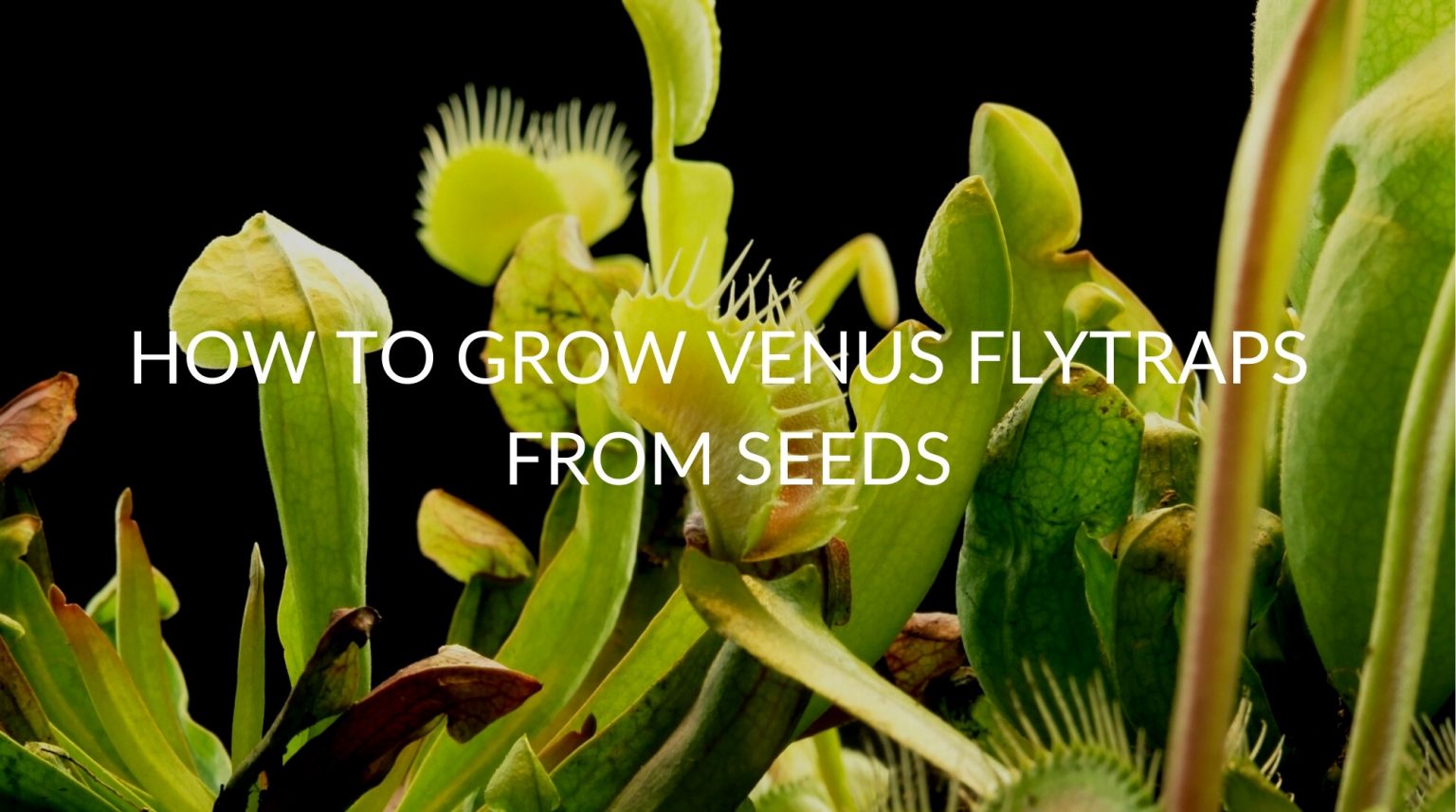 14 Steps To Growing Venus Flytraps From Seeds Soak And Soil