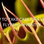 How To Take Care Of A Venus Flytrap In Winter