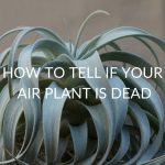 4 Ways To Tell If Your Air Plant Is Dead