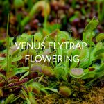 Venus Flytrap Flowering