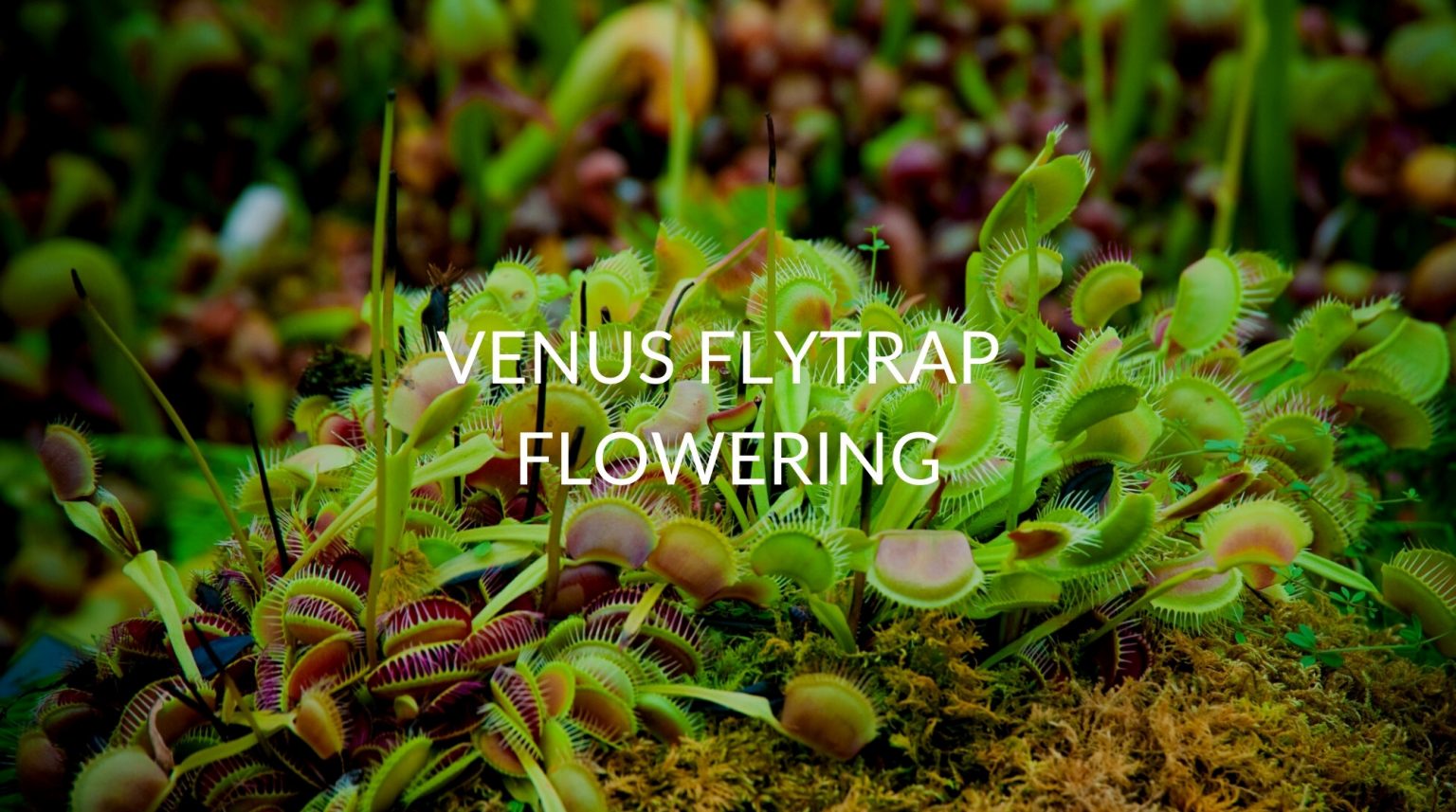 Venus Fly Trap Flowering (Why It Happens & What To Do) Soak And Soil