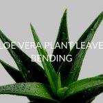 8 Reasons Your Aloe Vera Plant Leaves Are Bending