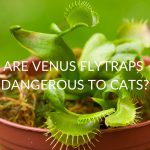 Are Venus Flytraps Dangerous To Cats?