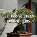 BEST-BONSAI-TREES-FOR-INDOORS