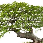7 Reasons Your Bonsai Tree Leaves Are Turning Brown