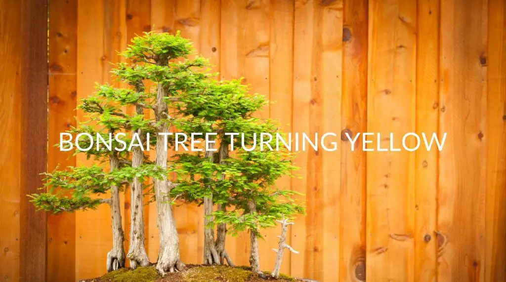 6 Reasons Your Bonsai Tree Is Turning Yellow (& Solutions) Soak And Soil