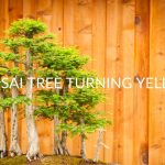 Bonsai-Tree-Turning-Yellow