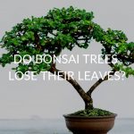 6 Reasons Bonsai Trees Lose Their Leaves