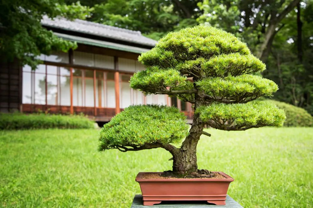 How Big Do Bonsai Trees Get?
