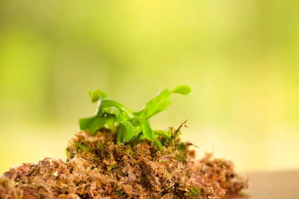 Exotic insect-eating predator flower Venus flytrap dionaea planted over a substratum of wood, moss a ground with nutrients.