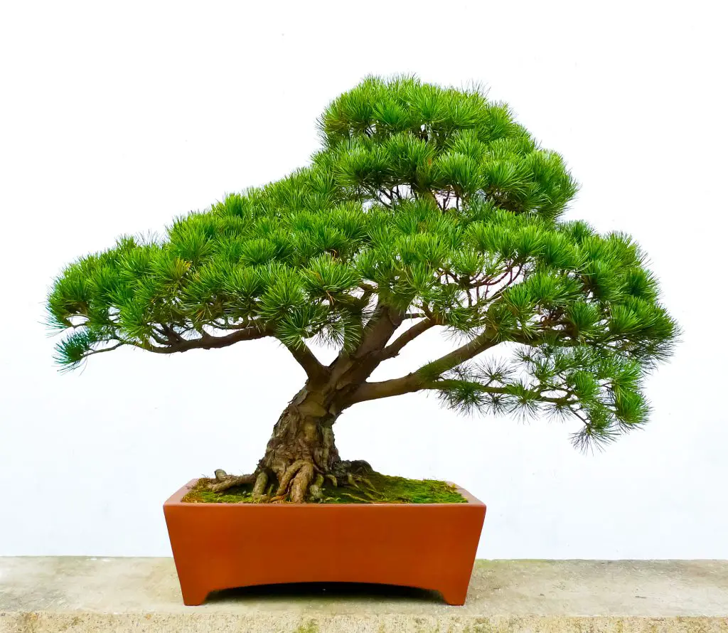 Bonsai pine tree against a white wall