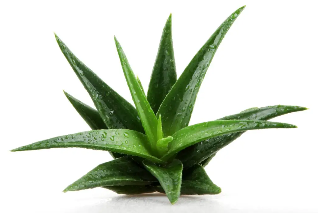 Aloe vera plant isolated on white.