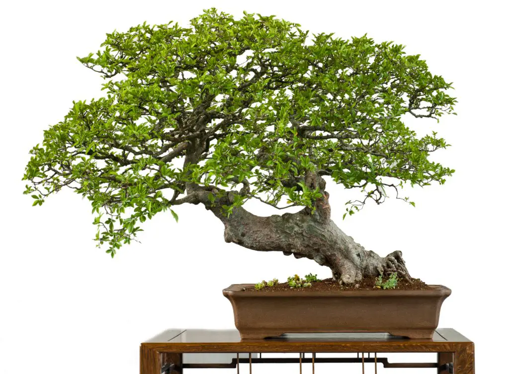 Weiß freigestellte alte chinesische Ulme (Ulmus parvifolia) als Bonsai-Baum