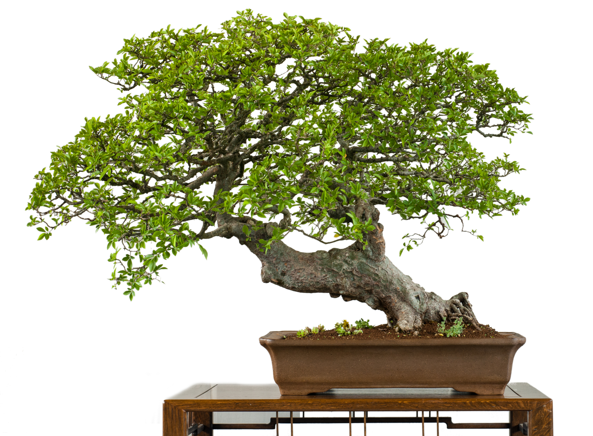 7 Reasons Your Bonsai Tree Leaves Are Turning Brown - Soak And Soil