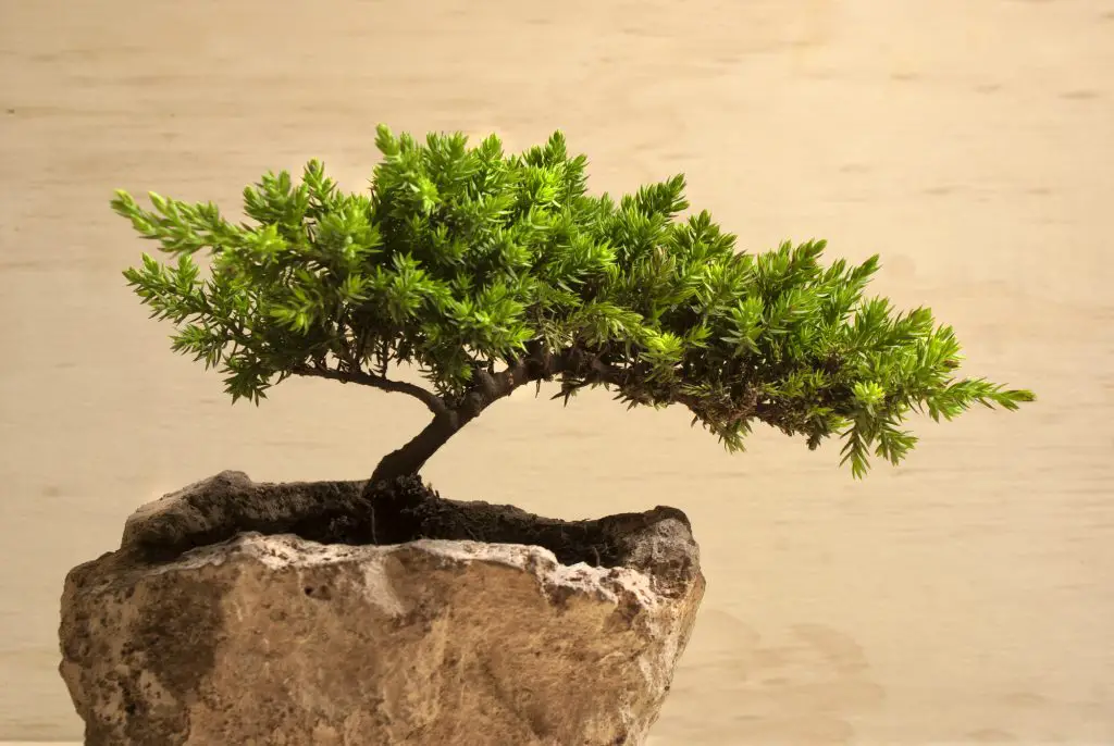 Photograph of a traditional japanese bonsai tree