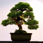 Artistic potted bonsai  tree in flower pot