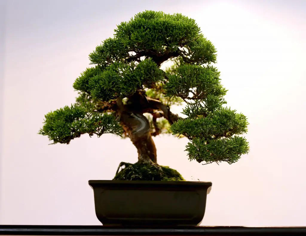 Bonsai pine tree against a white wall