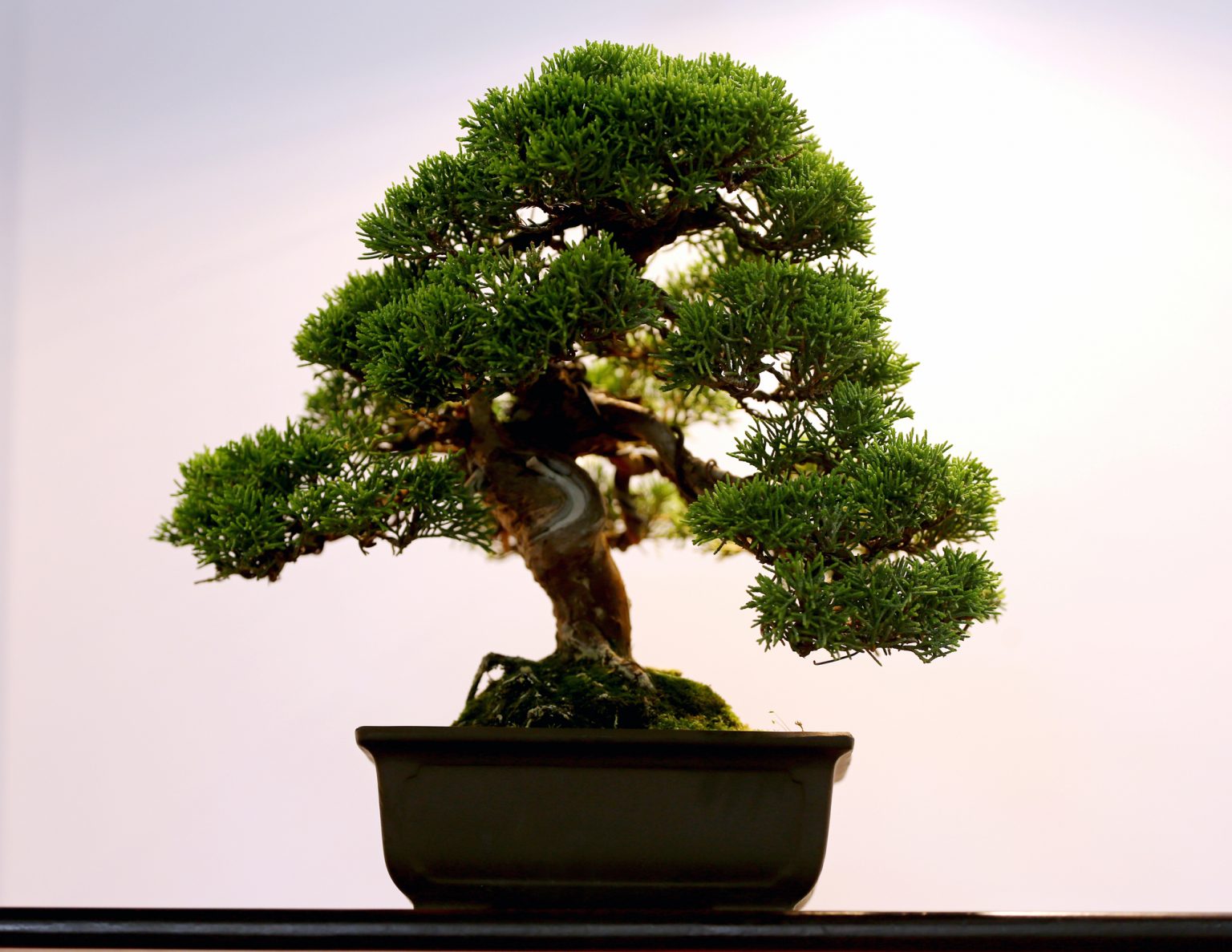 5 Reasons Your Bonsai Leaves Are Turning Black - Soak And Soil