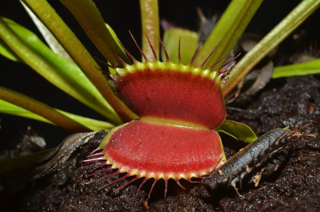 carnivorous plant leaf closeup