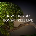 How Long Do Bonsai Trees Live