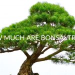How Much Are Bonsai Trees (Complete Cost Breakdown)