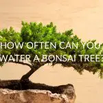 How Often Can You Water A Bonsai Tree