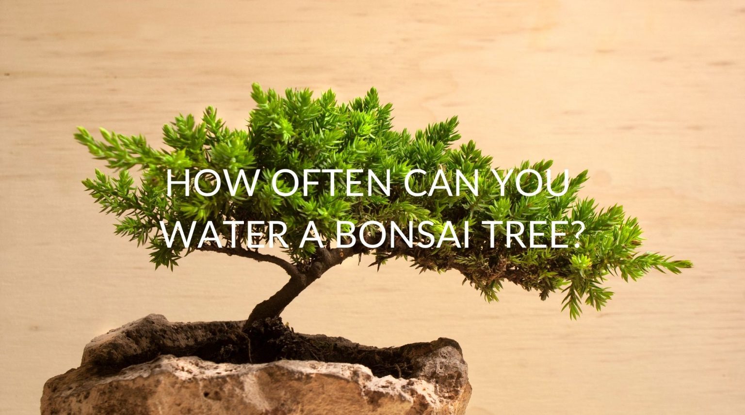 How Often Can You Water A Bonsai Tree Soak And Soil