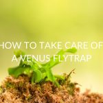 25 Tips On How To Take Care Of A Venus Flytrap