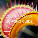 VENUS-FLYTRAP-LIGHTING-GUIDE