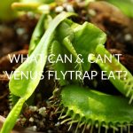 What Can & Can't Venus Flytrap Eat (& How To Feed Them)